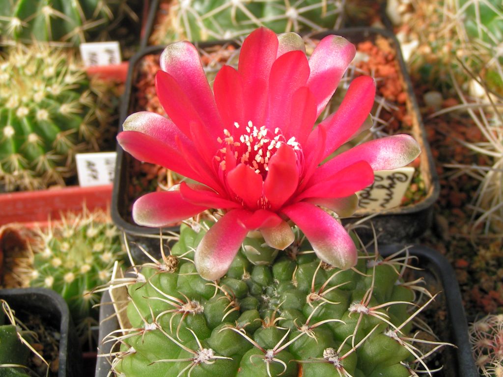 Gymnocalycium baldianum